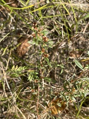 Crocanthemum bicknellii