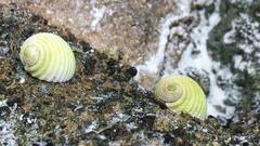 Nerita plicata