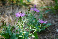 Centaurea nigrescens