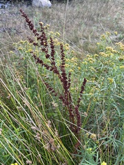 Rumex crispus