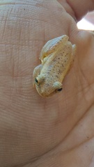 Dendropsophus mathiassoni
