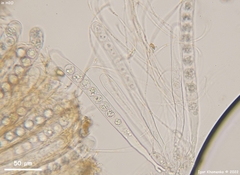 Pulvinula convexella