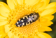Acmaeodera solitaria