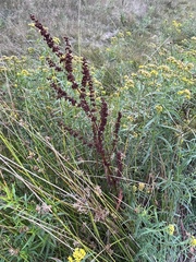 Rumex crispus