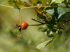 Rosa palustris