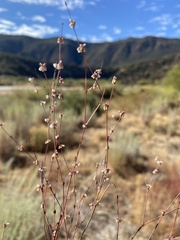 Eriogonum gracile