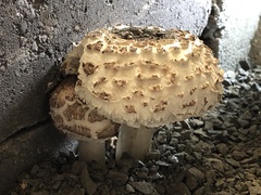Chlorophyllum brunneum