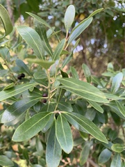 Ilex glabra