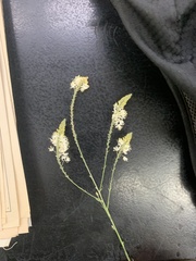 Oenothera glaucifolia