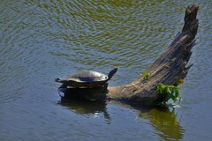 Pseudemys