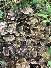 Thelephora terrestris