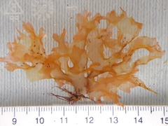 Nitophyllum punctatum