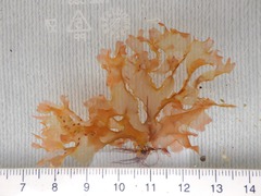 Nitophyllum punctatum