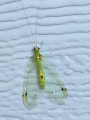 Leucochrysa insularis