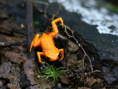 Brachycephalus alipioi