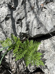 Cheilanthes leucopoda