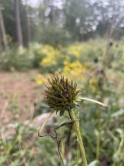 Echinacea laevigata