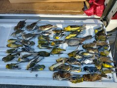 Zonotrichia albicollis