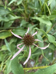 Echinacea laevigata
