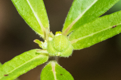 Euphorbia cuphosperma