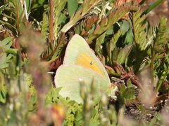 Colias meadii