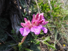 Anacamptis papilionacea