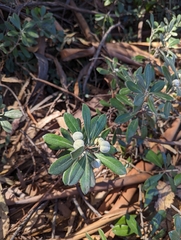 Pittosporum crassifolium