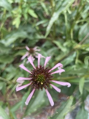Echinacea laevigata