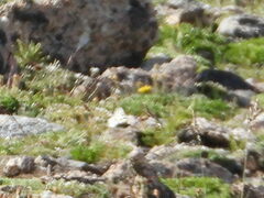 Parnassius smintheus