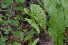 Gentianella amarella