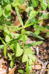 Euphorbia cuphosperma