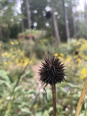 Echinacea laevigata