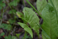 Gentianella amarella