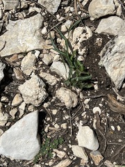 Passiflora tenuiloba