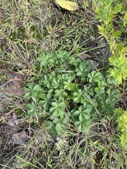 Potentilla intermedia