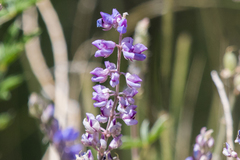 Lupinus neomexicanus