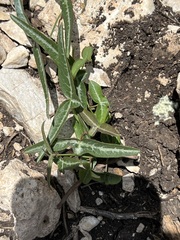 Passiflora tenuiloba