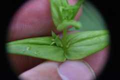 Gentianella amarella