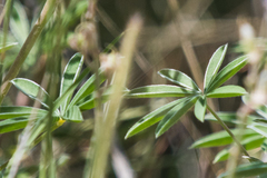 Lupinus neomexicanus