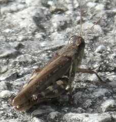 Melanoplus fasciatus