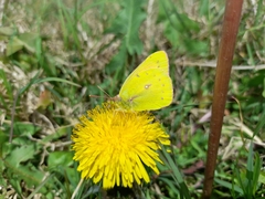 Colias lesbia
