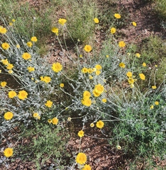 Baileya multiradiata