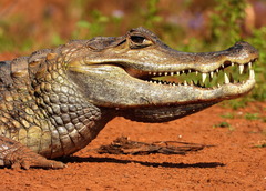 Caiman crocodilus
