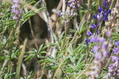 Lupinus neomexicanus