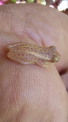 Dendropsophus mathiassoni