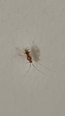 Hyaliodes