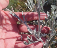 Baileya multiradiata