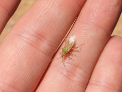 Harmostes reflexulus