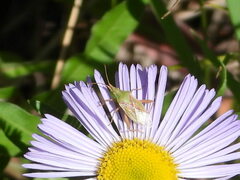 Harmostes reflexulus