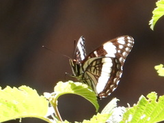 Limenitis weidemeyerii